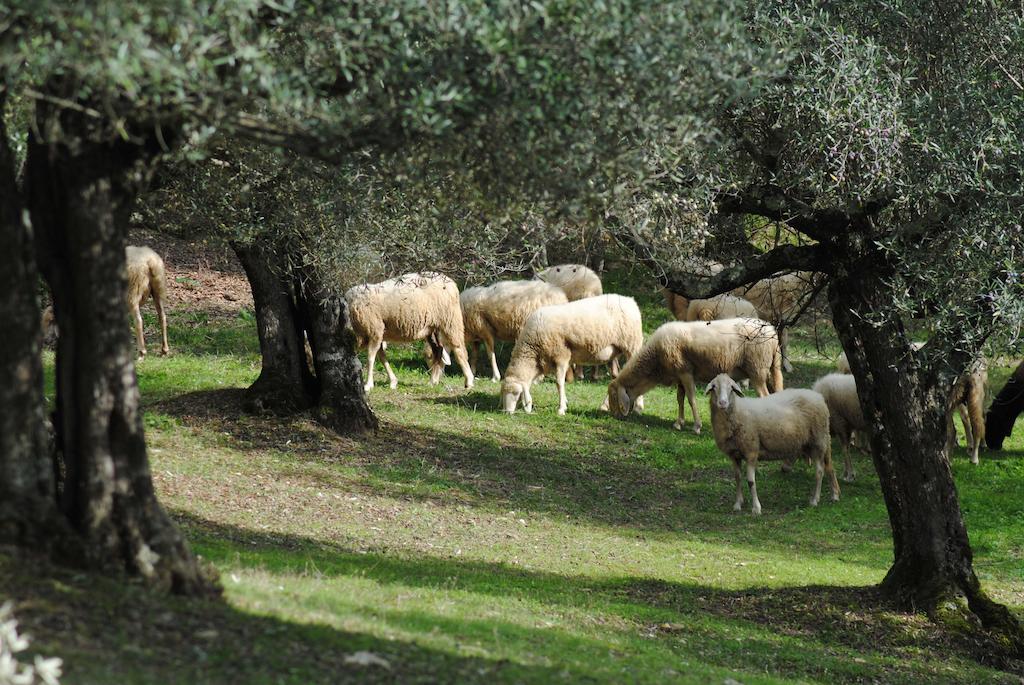 بيرودجا Country House Villa Poggiolo المظهر الخارجي الصورة